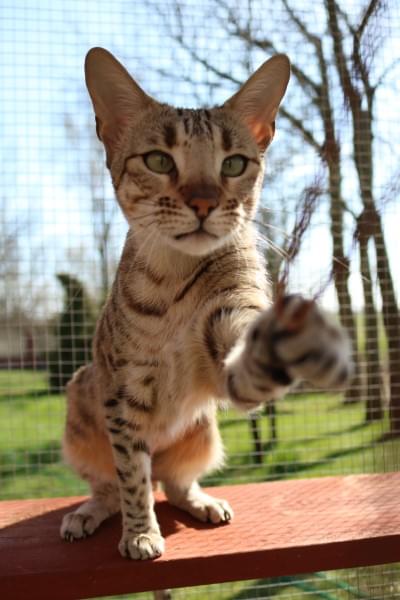 cętkowany kot wyciągający łapkę w stronę aparatu