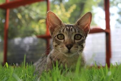 cętkowany, lerzący w trawie kot z dużymi uszami, patrzący w obiektyw aparatu