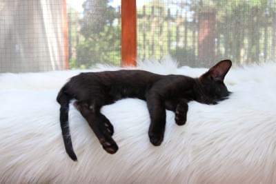 czarny kociak, śpiący na białym kocu ze sztucznego futra