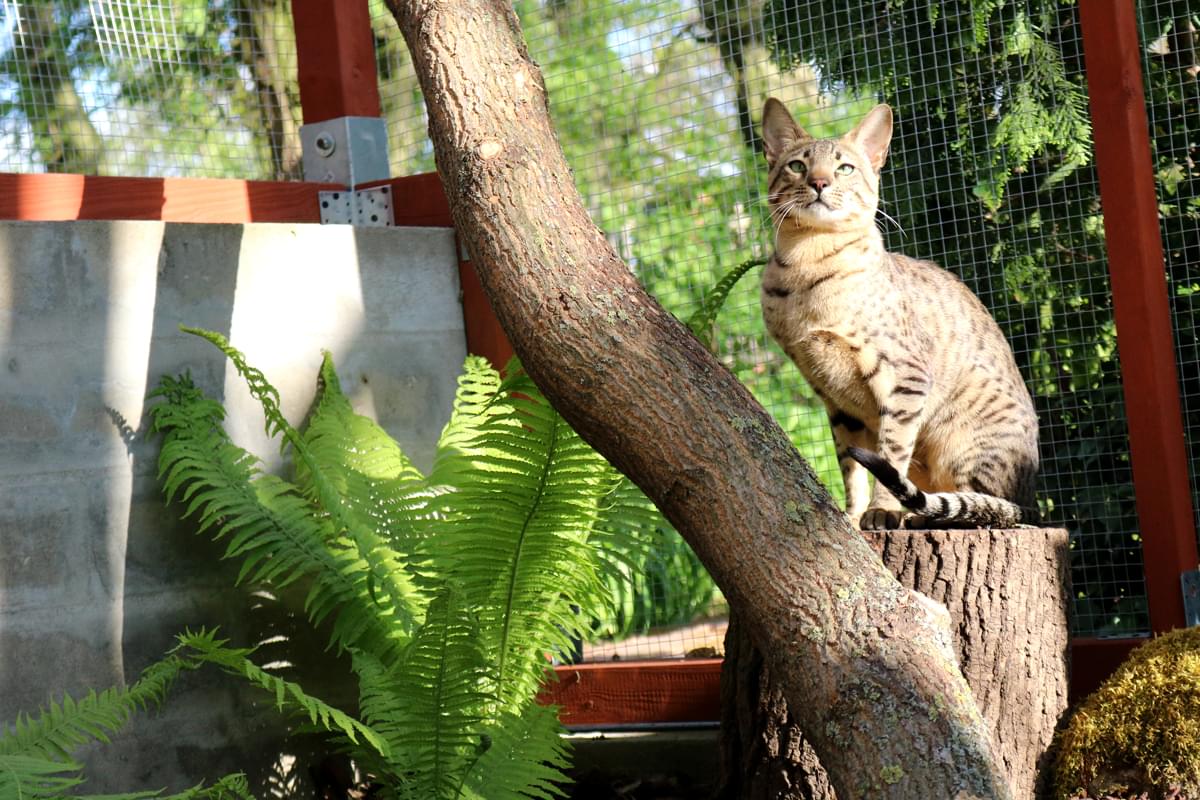 trzy siedzące na półce kotiery koty