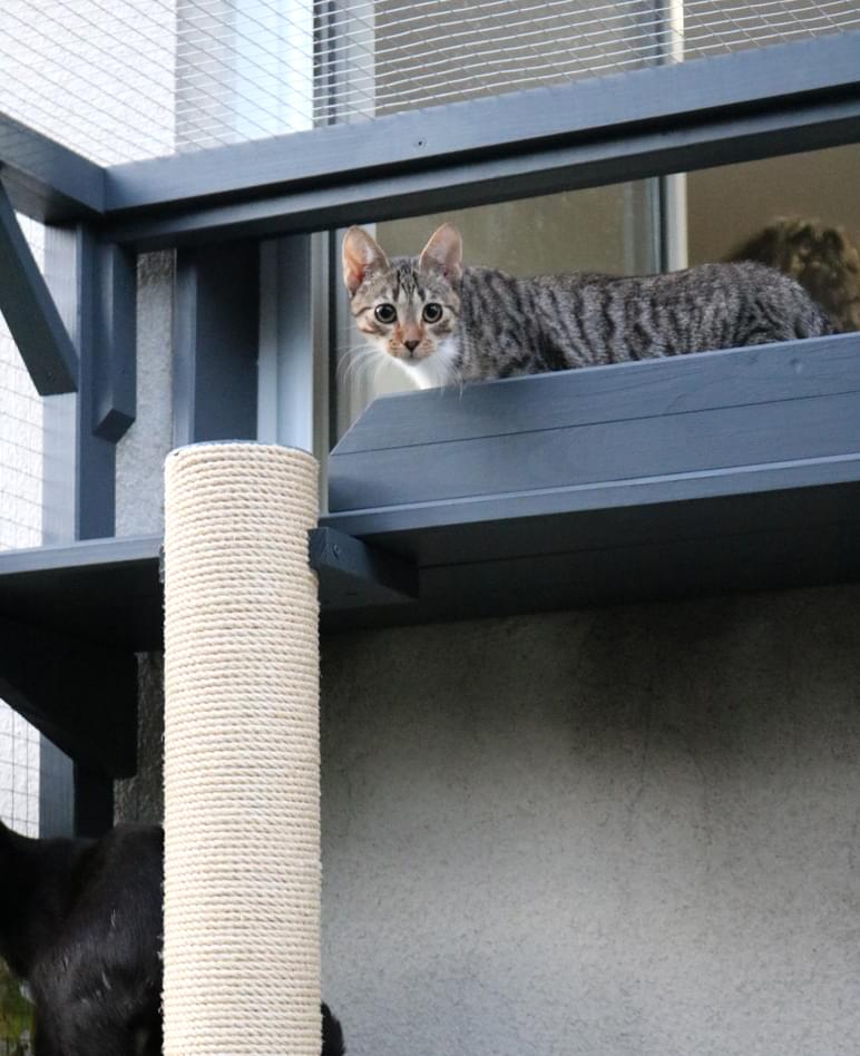 trzy siedzące na półce kotiery koty