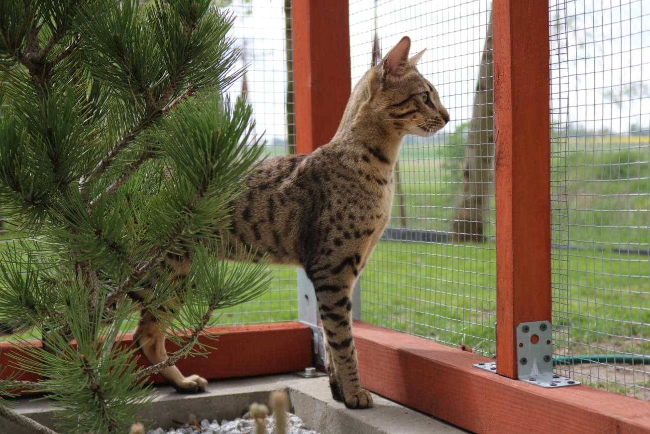 cętkowany, lerzący w trawie kot z dużymi uszami, patrzący w obiektyw aparatu