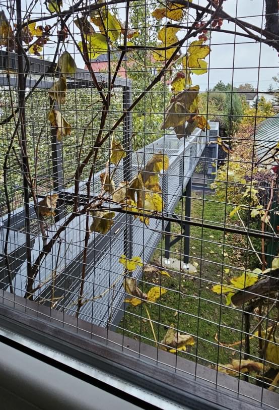 zdjęcie kotiery stojącej w ogrodzie na trawie na tle drzewa