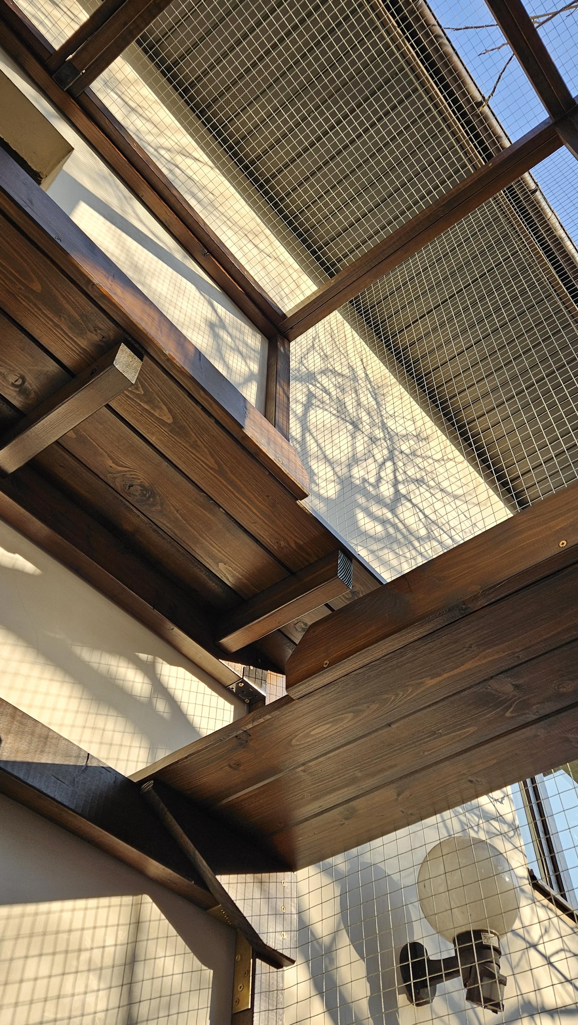 zdjęcie kotiery stojącej w ogrodzie na trawie na tle drzewa